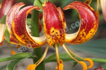 Лилия кудреватая Арабиан Найт Lilium martagon Arabian Knight
