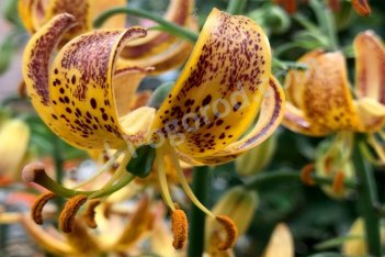 Лилия мартагон Санни Морнинг / Никотин Lilium martagon Sunny Morning / Nicotine