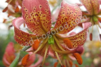 Лилия мартагон Манитоба Морнинг Lilium martagon Manitoba Morning