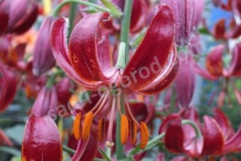 Лилия мартагон Клод Шрайд Lilium martagon Claude Shride
