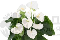 Антуриум адреанум Аляска Anthurium Andreanum Alaska