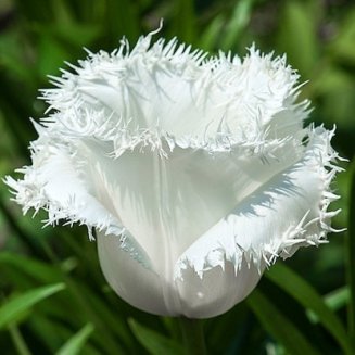Тюльпан бахромчатый Ханимун Tulipa Honeymoon