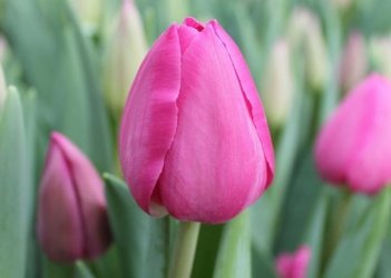 Тюльпан триумф Стронг Рокет Tulipa Strong Rocket