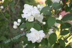 Чубушник Вирджинал Philadelphus Virginal
