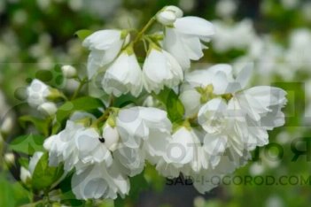 Чубушник Вирджинал Philadelphus Virginal