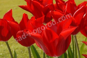 Тюльпан лилиецветный Питер де Лёр Tulipa Pieter de Leur
