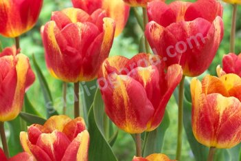 Тюльпан триумф Колор Мистик Tulipa Colour Mystic