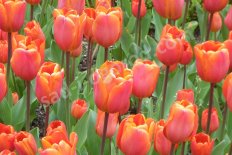 Тюльпан триумф Tulipa Annie Schilder