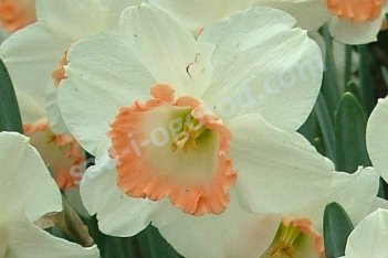 Нарцисс Чайниз Корал трубчатый Narcissus Chinese Coral