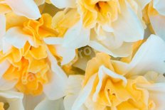 Нарцисс Свит Дизайр махровый Narcissus Sweet Desire