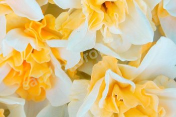 Нарцисс махровый Свит Дизайр Narcissus Sweet Desire