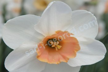 Нарцисс крупнокорончатый Романс Narcissus Romance
