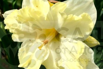 Нарцисс Кассата Narcissus Cassata