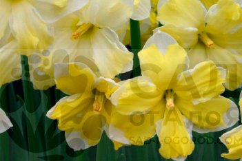 Нарцисс Кассата Narcissus Cassata