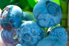 Голубика Нельсон Vaccinium Nelson