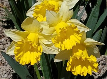Нарцисс трубчатый Гоблет Narcissus GobletГоблет Narcissus Goblet