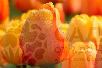 Тюльпан Дарвинов гибрид Блашинг Апельдорн Tulipa Blushing Apeldoorn