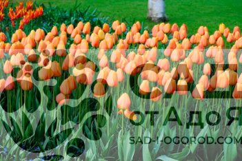 Тюльпан Дарвинов гибрид Блашинг Апельдорн Tulipa Blushing Apeldoorn