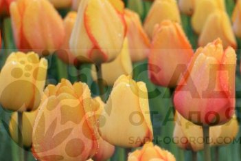 Тюльпан Дарвинов гибрид Блашинг Апельдорн Tulipa Blushing Apeldoorn