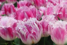 Тюльпан бахромчатый Овьедо Tulipa Oviedo