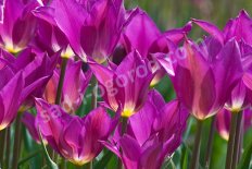 Тюльпан лилиецветный Йуми но Мурасаки Tulipa Yume No Murasaki Purple Dream
