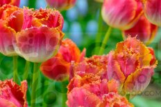 Тюльпан бахромчатый Сансет Майами Tulipa Sunset Miami