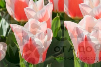 Тюльпан Грейга Вильям ван ден Аккер Tulipa greigii Willem vanden Akker