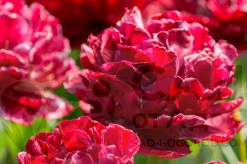 Тюльпан махровый Ночной дозор Tulipa Nachtwacht