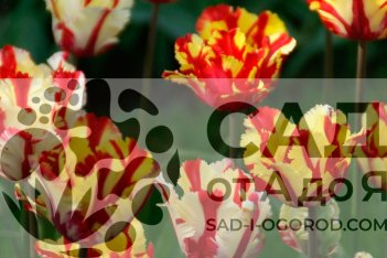 Тюльпан попугайный Флэминг Пэррот Tulipa Double Flaming Parrot