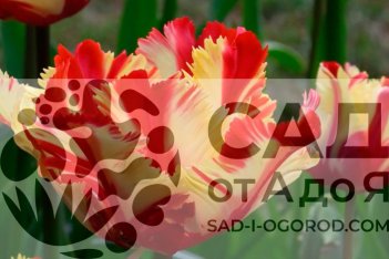 Тюльпан попугайный Флэминг Пэррот Tulipa Double Flaming Parrot