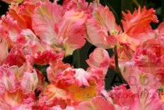 Тюльпан Априкот Пэррот Tulipa Apricot Parrot