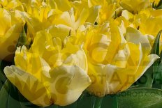 Тюльпан пионовидный Секрет Парфюм Tulipa Secret Perfume