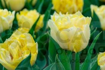 Тюльпан пионовидный Секрет Парфюм Tulipa Secret Perfume
