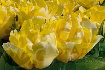 Тюльпан пионовидный Секрет Парфюм Tulipa Secret Perfume