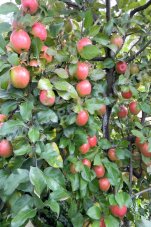 Яблоня Honey Crisp черенки