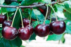 Вишня Морозовка черенки