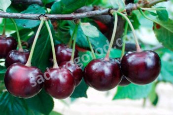 Вишня Морозовка черенки