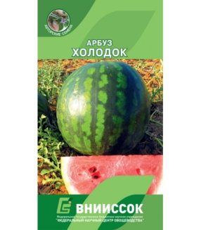 Арбуз Холодок