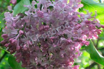 Cирень обыкновенная Константин Заслонов Syringa vulgaris Konstantin Zaslonov