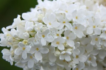 Сирень обыкновенная Лебедушка Syringa vulgaris Lebedushka