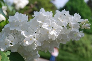 Сирень обыкновенная Лебедушка Syringa vulgaris Lebedushka