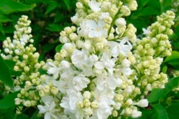 Сирень обыкновенная Лиега Syringa vulgaris Liega