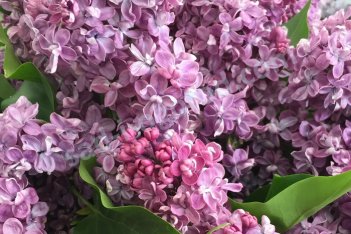 Сирень обыкновенная Поль Арио Syringa vulgaris Paul Hariot