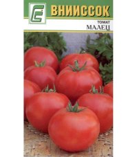 Томат Малец вниисок
