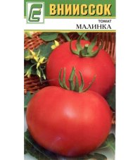 Томат Малинка вниисок