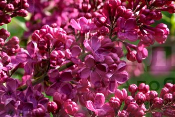 Сирень обыкновенная Красная Москва Syringa vulgaris Krasnaya Moskva