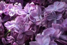 Сирень обыкновенная Виолетта Syringa vulgaris Violetta