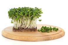 Микрозелень и все для выращивания