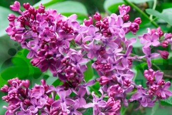 Сирень обыкновенная Кремлевские куранты Syringa vulgaris Kremlevskie Kuranty