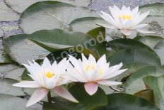 Кувшинки Nymphaea